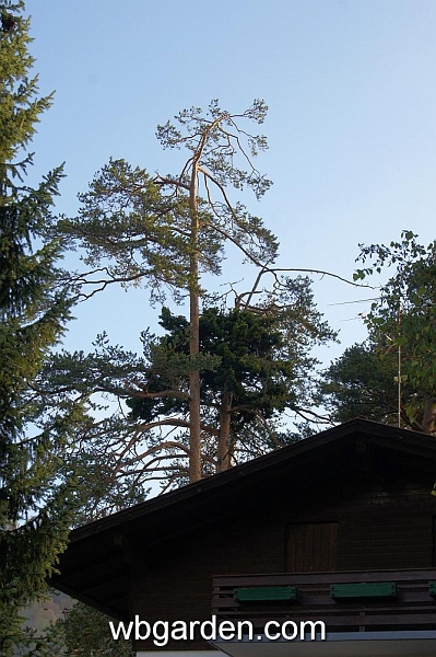 wbgarden alps 25.JPG